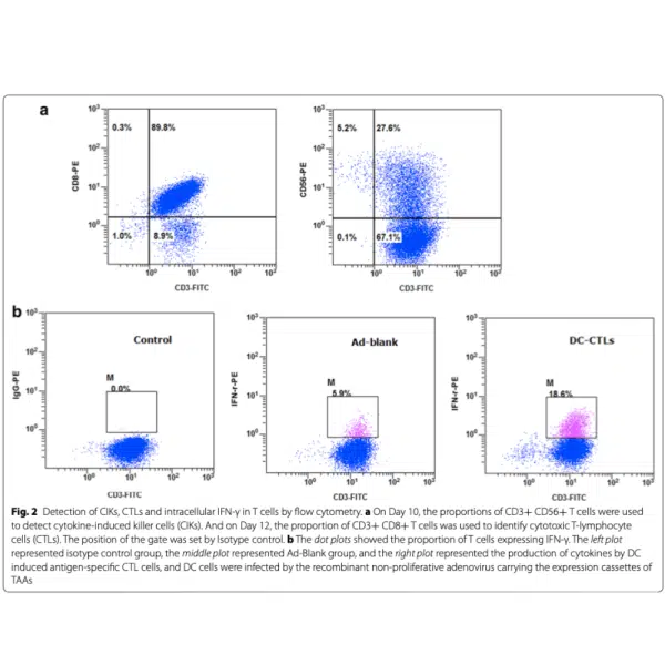 Detection of CIKs,CTLs and intracellular IFN-Y in T cells by flow cytometry