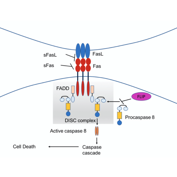Results of the treatment