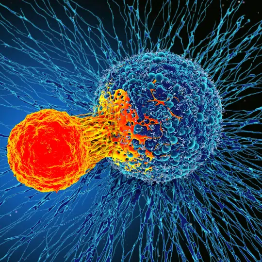 Immune system
