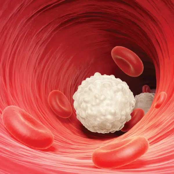 Nk cells