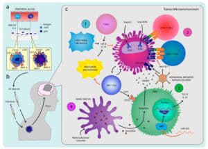 Unraveling Dendritic Cells in Glioblastoma Immunotherapy: Bridging Preclinical Insights to Clinical Trials - immucura, immunotherapy, dendritic cell