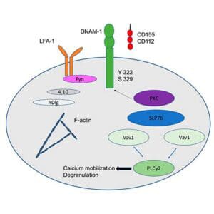 Improved Survival in Stage IV Breast Cancer with Autologous Tumor Lysate-Pulsed DCT and Cytokine-Induced Killer Cells - immucura