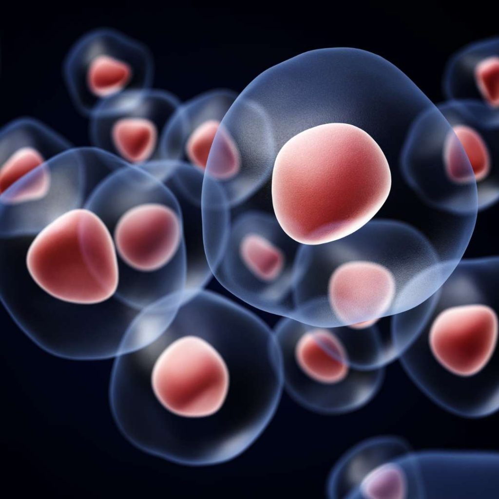 Cells